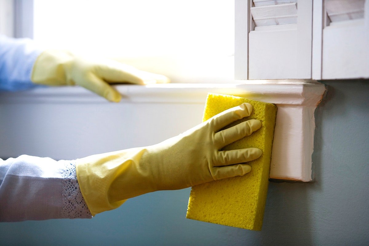 Mold Cleanup Services: How to Choose the Best Company